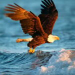 Állatok Jigsaw Puzzle – Eagle